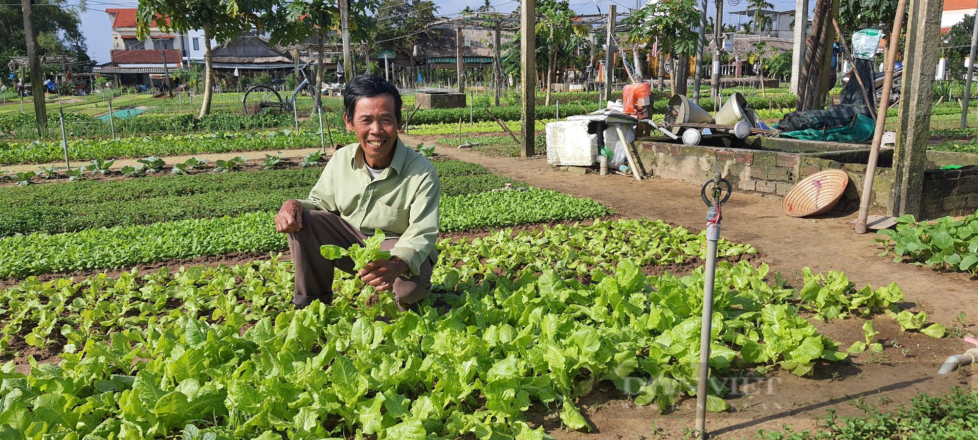 Quảng Nam: Vượt “bão” Covid-19, nông dân Trà Quế tất bật vào vụ rau Tết - Ảnh 2.