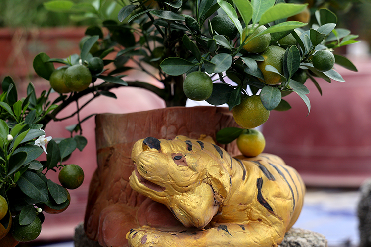 Hổ vàng ôm quất bonsai hút khách chơi Tết sớm - Ảnh 4.