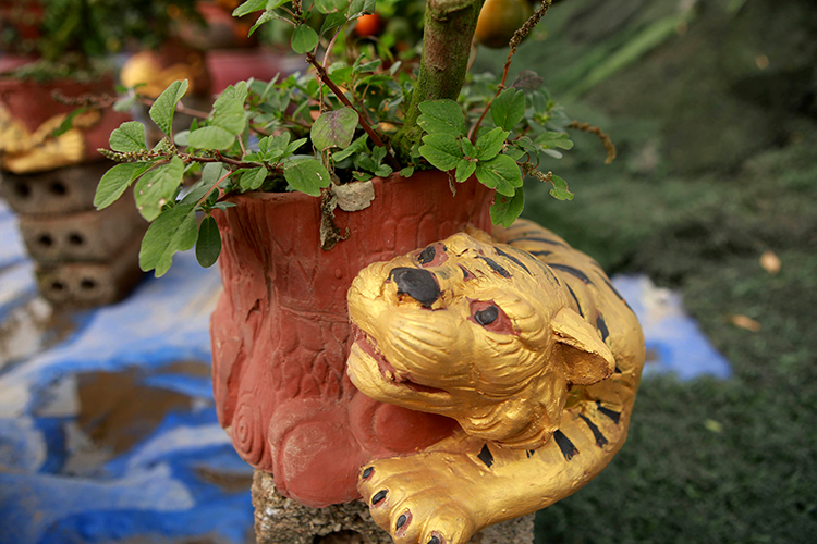 Hổ vàng ôm quất bonsai hút khách chơi Tết sớm - Ảnh 8.