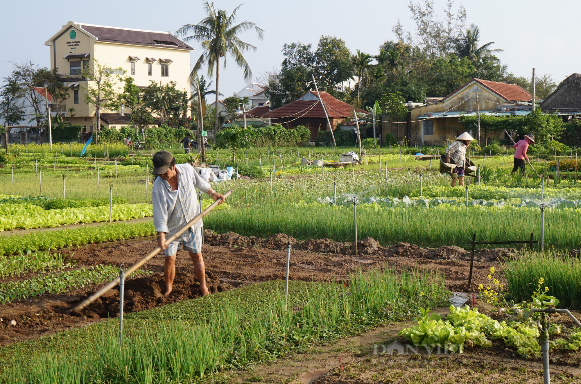 Quảng Nam: Vượt “bão” Covid-19, nông dân Trà Quế tất bật vào vụ rau Tết - Ảnh 3.