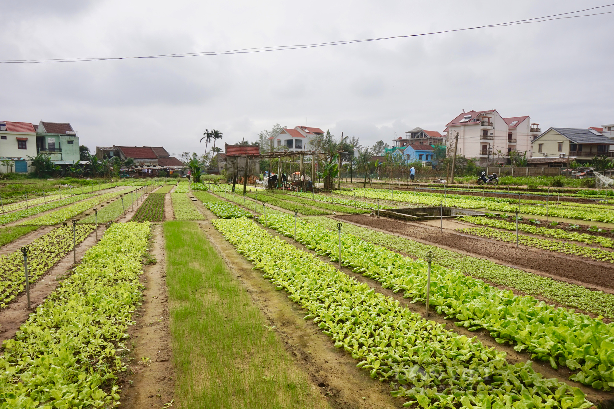 Quảng Nam: Vượt “bão” Covid-19, nông dân Trà Quế tất bật vào vụ rau Tết - Ảnh 6.