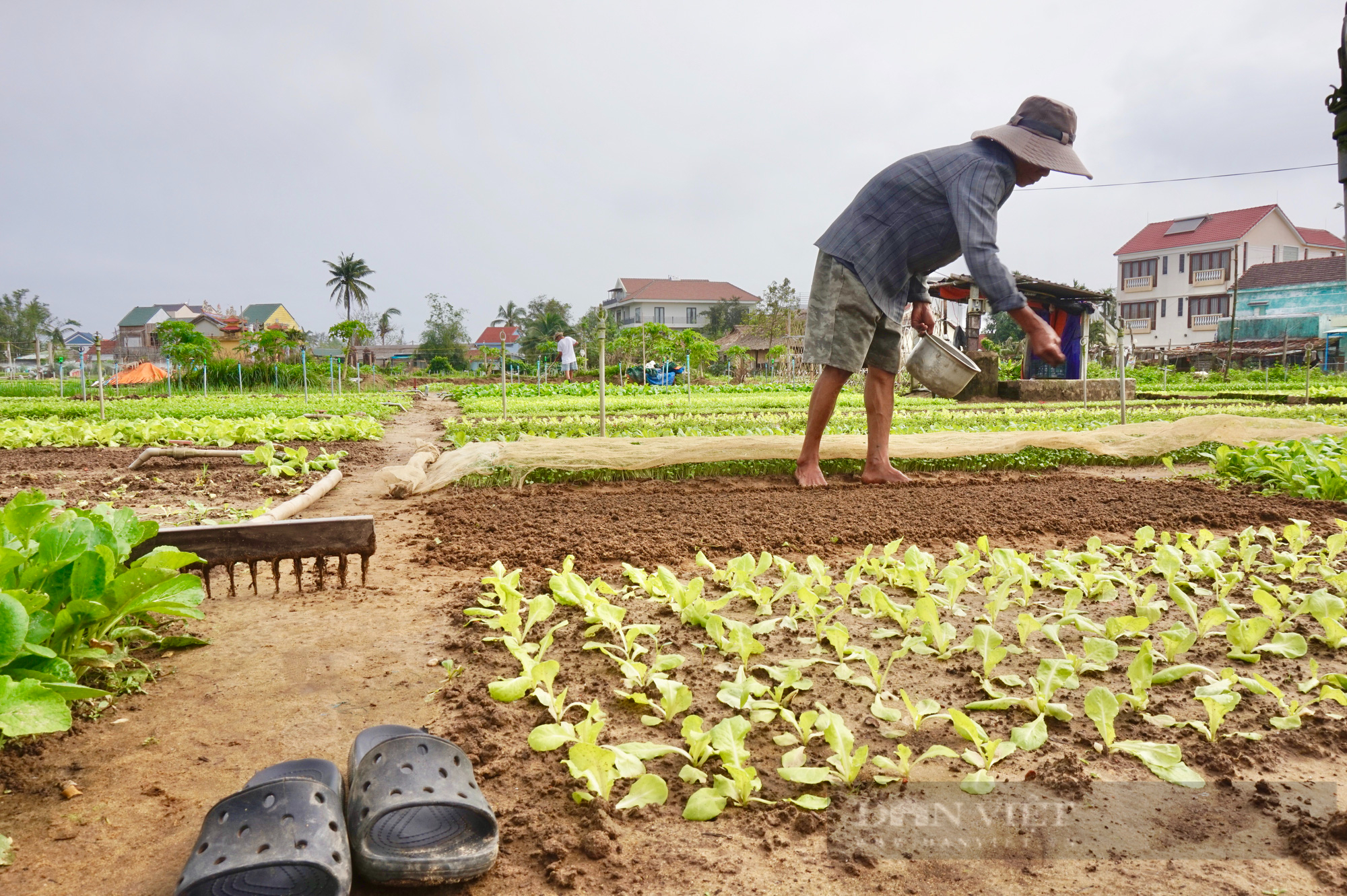 Quảng Nam: Vượt “bão” Covid-19, nông dân Trà Quế tất bật vào vụ rau Tết - Ảnh 8.