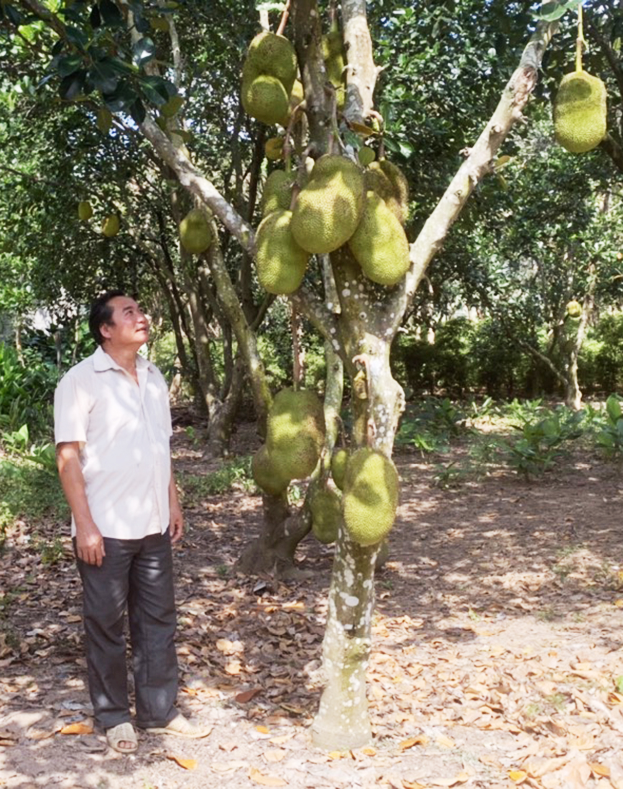 Trồng mít toàn những cây ra trái to, bự, ông nông dân tỉnh Gia Lai năm nào cũng &quot;đút túi&quot; 300 triệu - Ảnh 1.