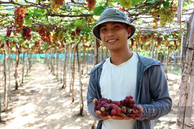 Giá nho tăng cao ổn định, nông dân Ninh Thuận phấn khởi đón Tết - Ảnh 1.