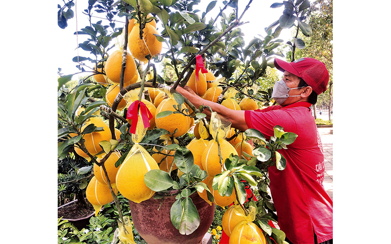 Đặc sản Tết về thành phố - Ảnh 1.