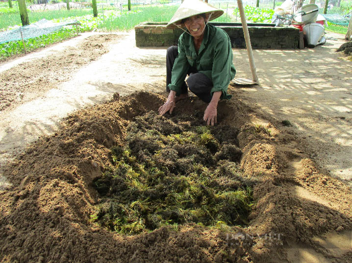 Quảng Nam: Vượt “bão” Covid-19, nông dân Trà Quế tất bật vào vụ rau Tết - Ảnh 7.