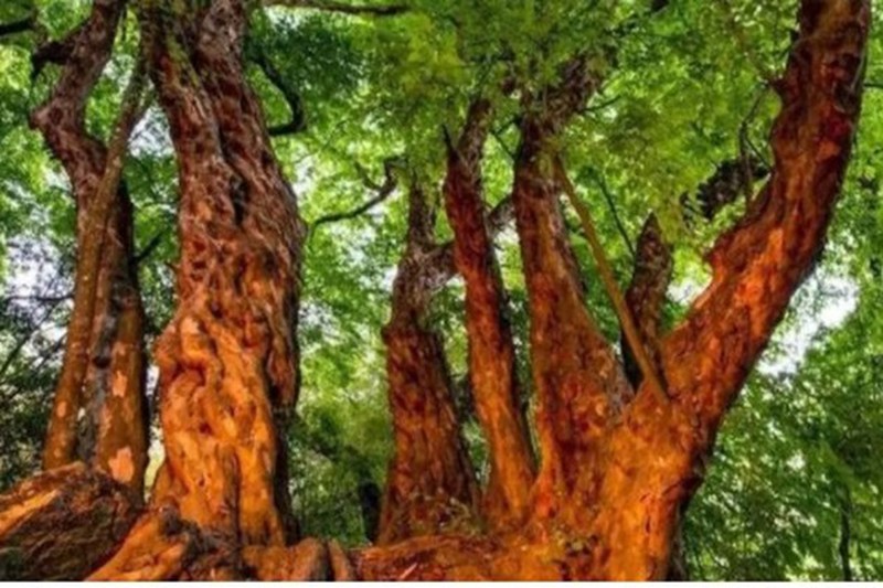 Những siêu cây có tuổi đời hàng nghìn năm - Ảnh 2.
