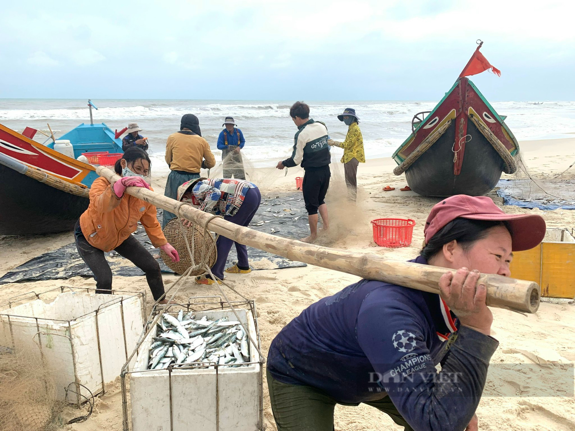 Ngư dân Quảng Bình trúng đậm mùa cá trích, kiếm tiền triệu mỗi ngày - Ảnh 8.