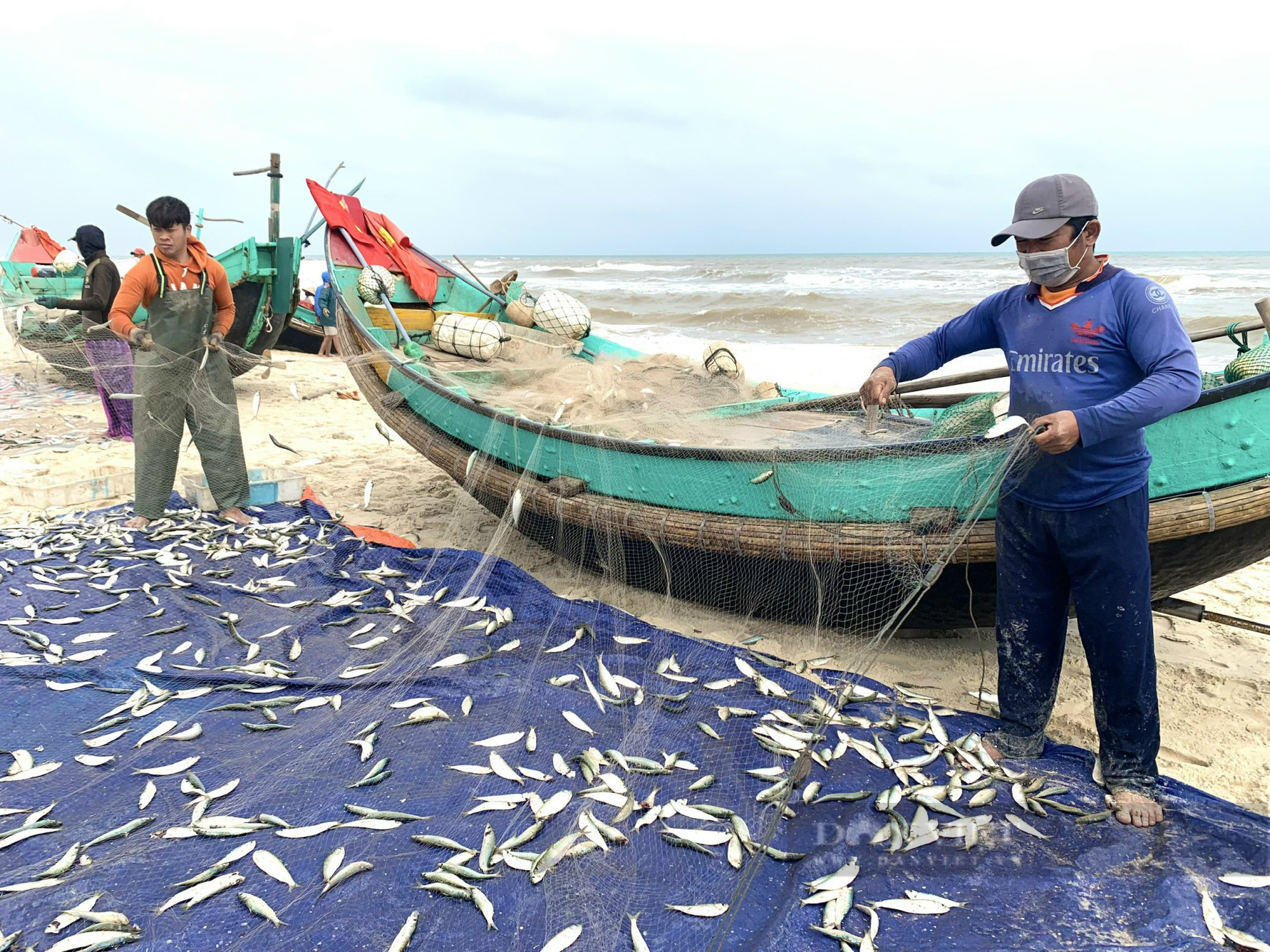 Ngư dân Quảng Bình trúng đậm mùa cá trích, kiếm tiền triệu mỗi ngày - Ảnh 3.