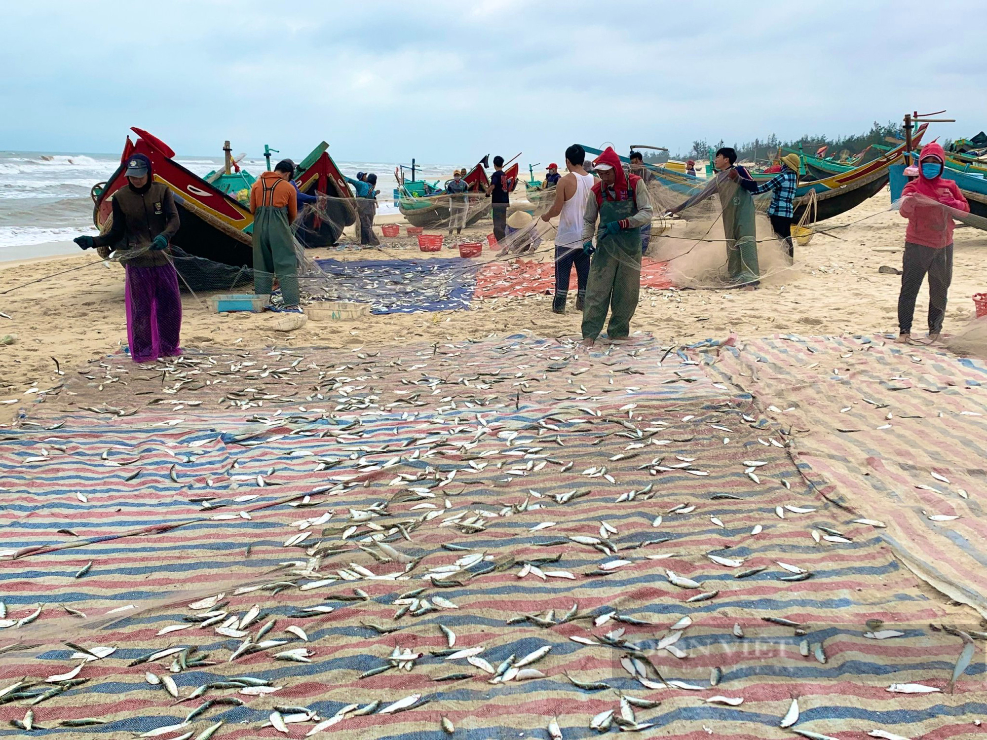 Ngư dân Quảng Bình trúng đậm mùa cá trích, kiếm tiền triệu mỗi ngày - Ảnh 2.