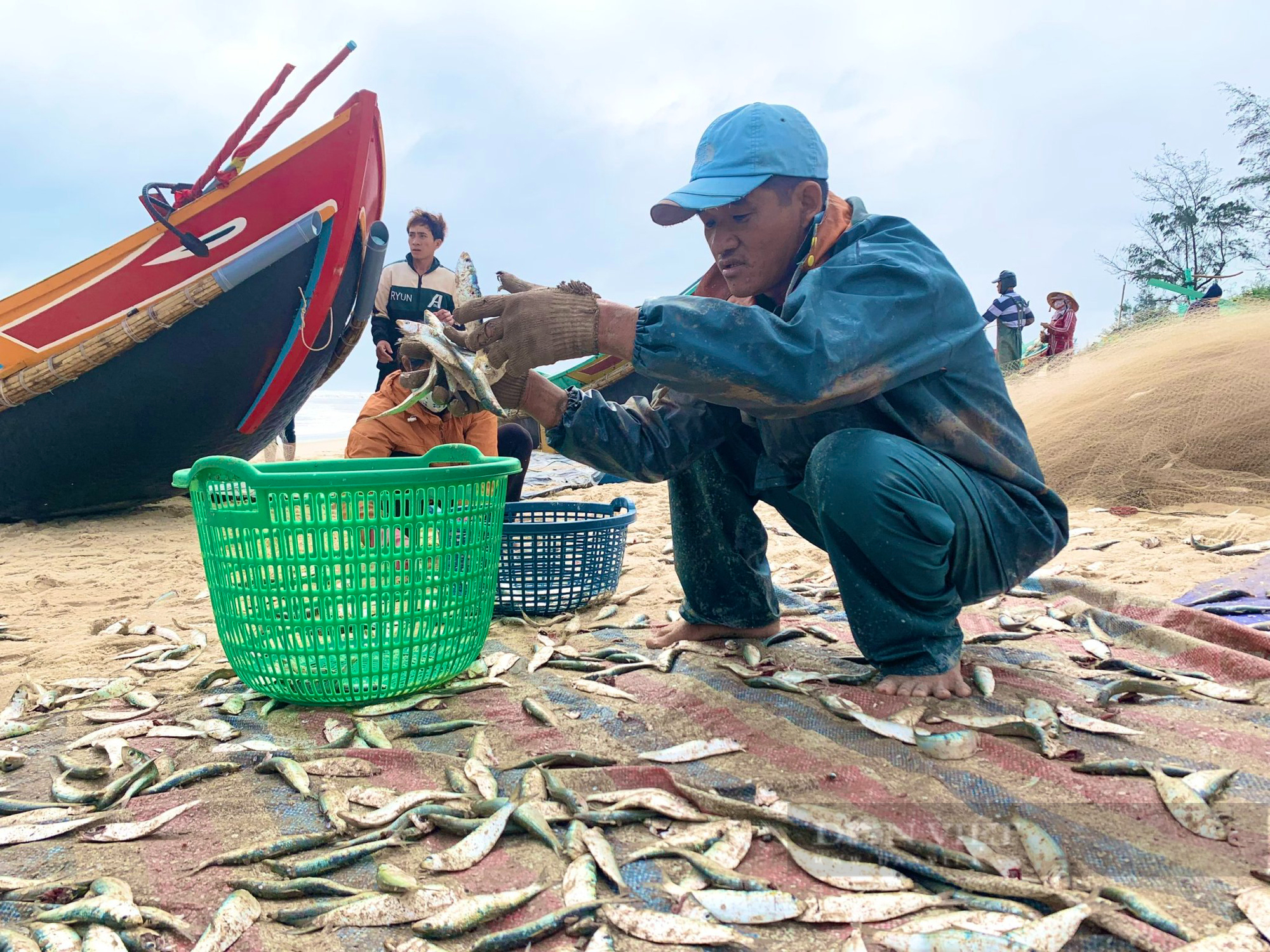 Ngư dân Quảng Bình trúng đậm mùa cá trích, kiếm tiền triệu mỗi ngày - Ảnh 7.