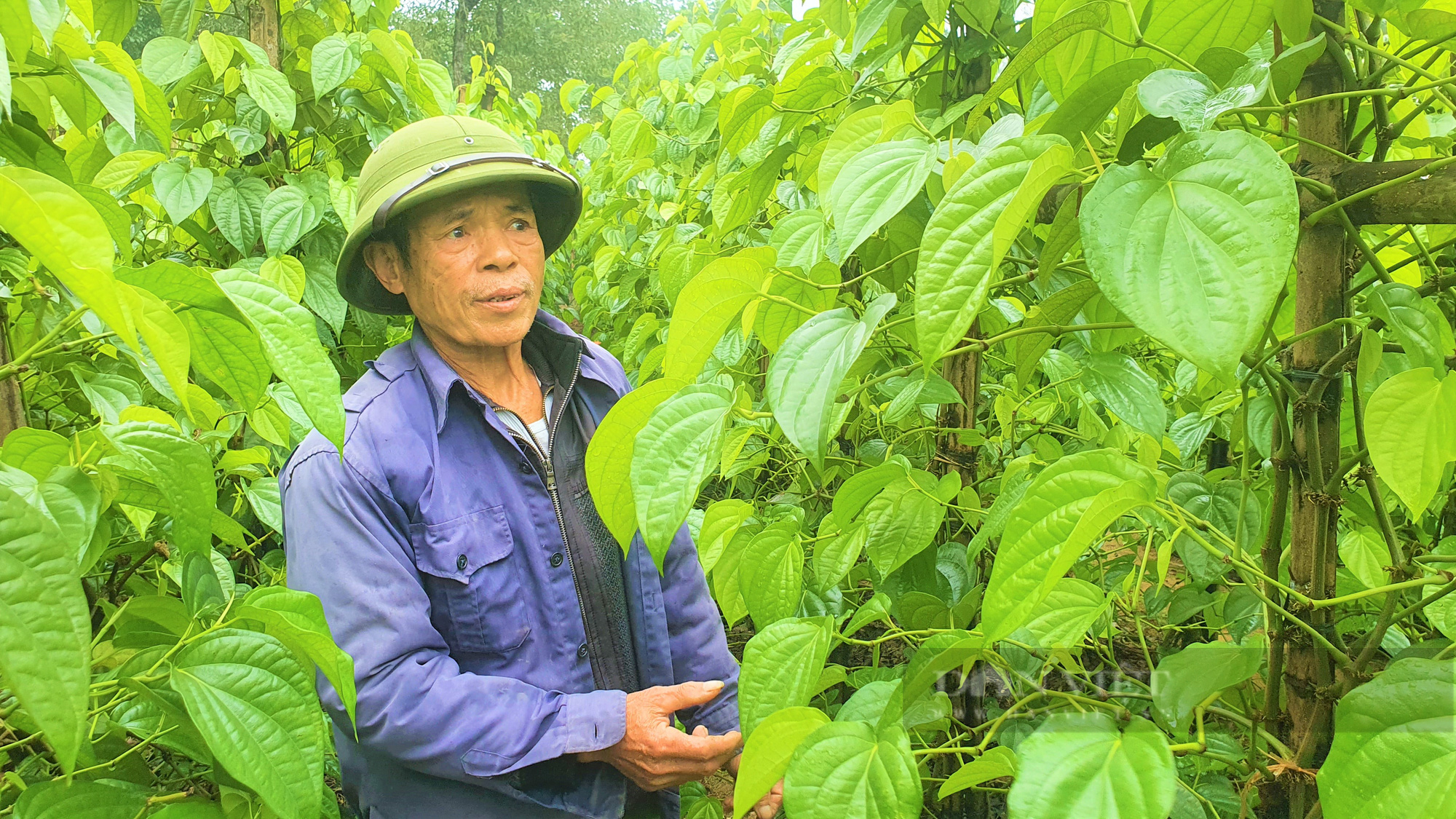 Dòng họ Phạm Công ở Hà Tĩnh trồng loại cây lá to bằng bàn tay, mùi hắc, giáp Tết là bán “đắt như tôm tươi” - Ảnh 2.