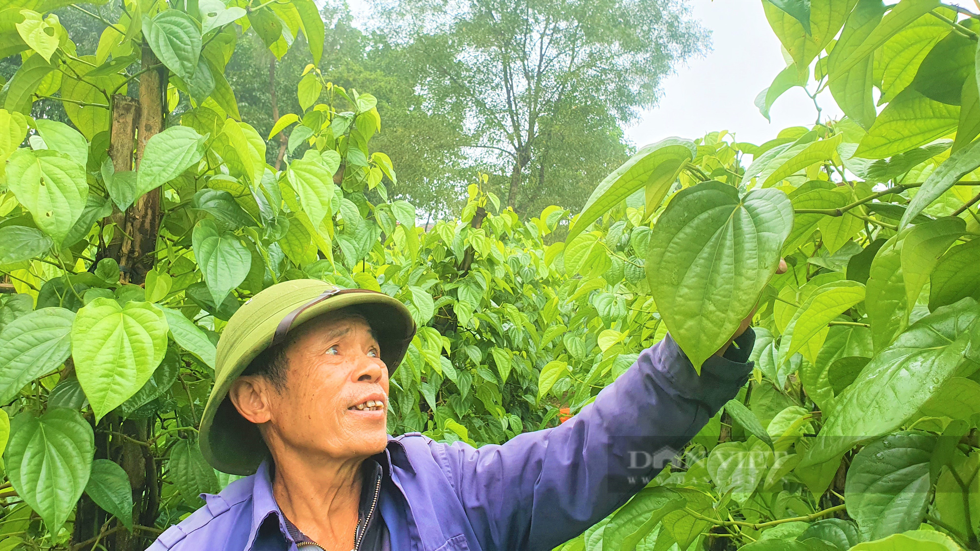 Dòng họ Phạm Công ở Hà Tĩnh trồng loại cây lá to bằng bàn tay, mùi hắc, giáp Tết là bán “đắt như tôm tươi” - Ảnh 6.