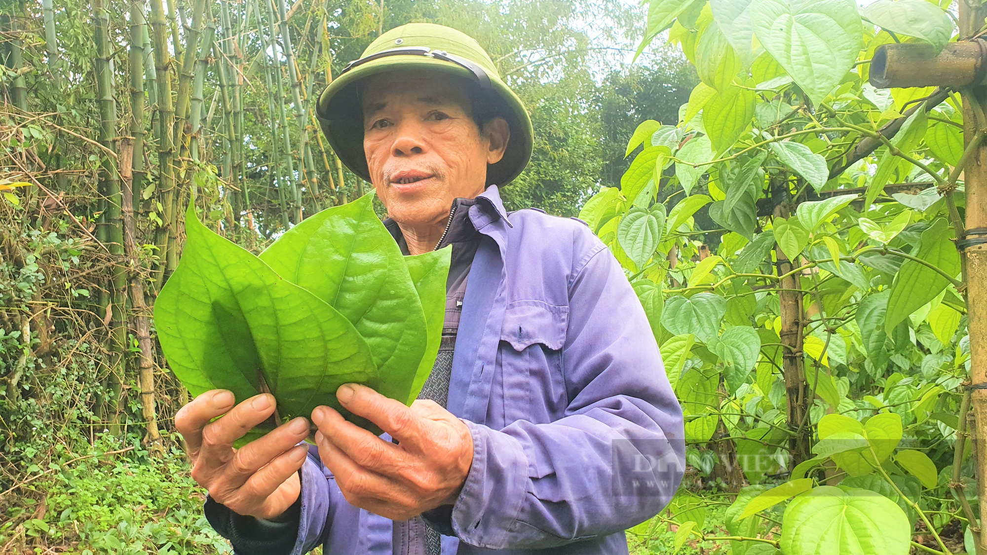 Dòng họ Phạm Công ở Hà Tĩnh trồng loại cây lá to bằng bàn tay, mùi hắc, giáp Tết là bán “đắt như tôm tươi” - Ảnh 7.