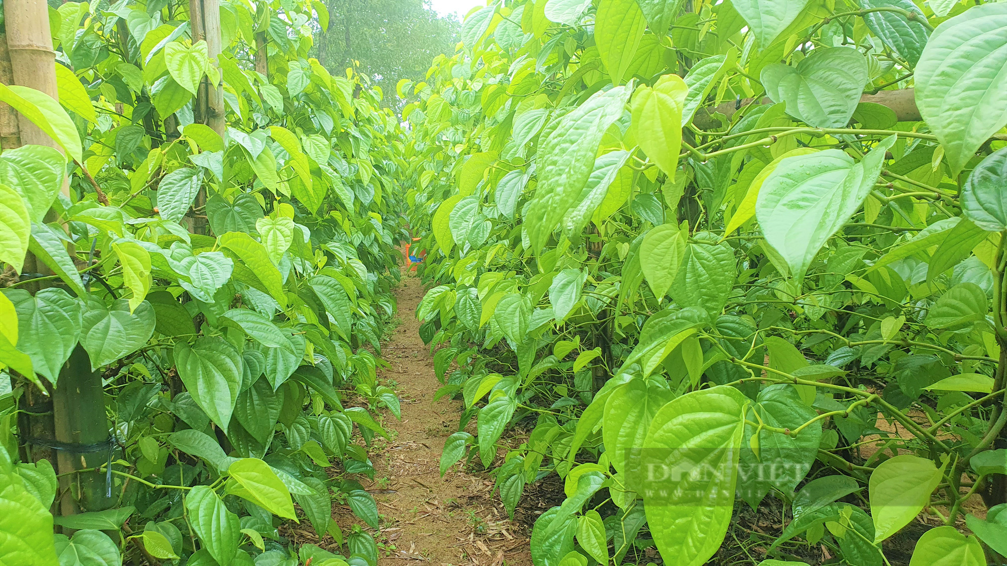 Dòng họ Phạm Công ở Hà Tĩnh trồng loại cây lá to bằng bàn tay, mùi hắc, giáp Tết là bán “đắt như tôm tươi” - Ảnh 8.