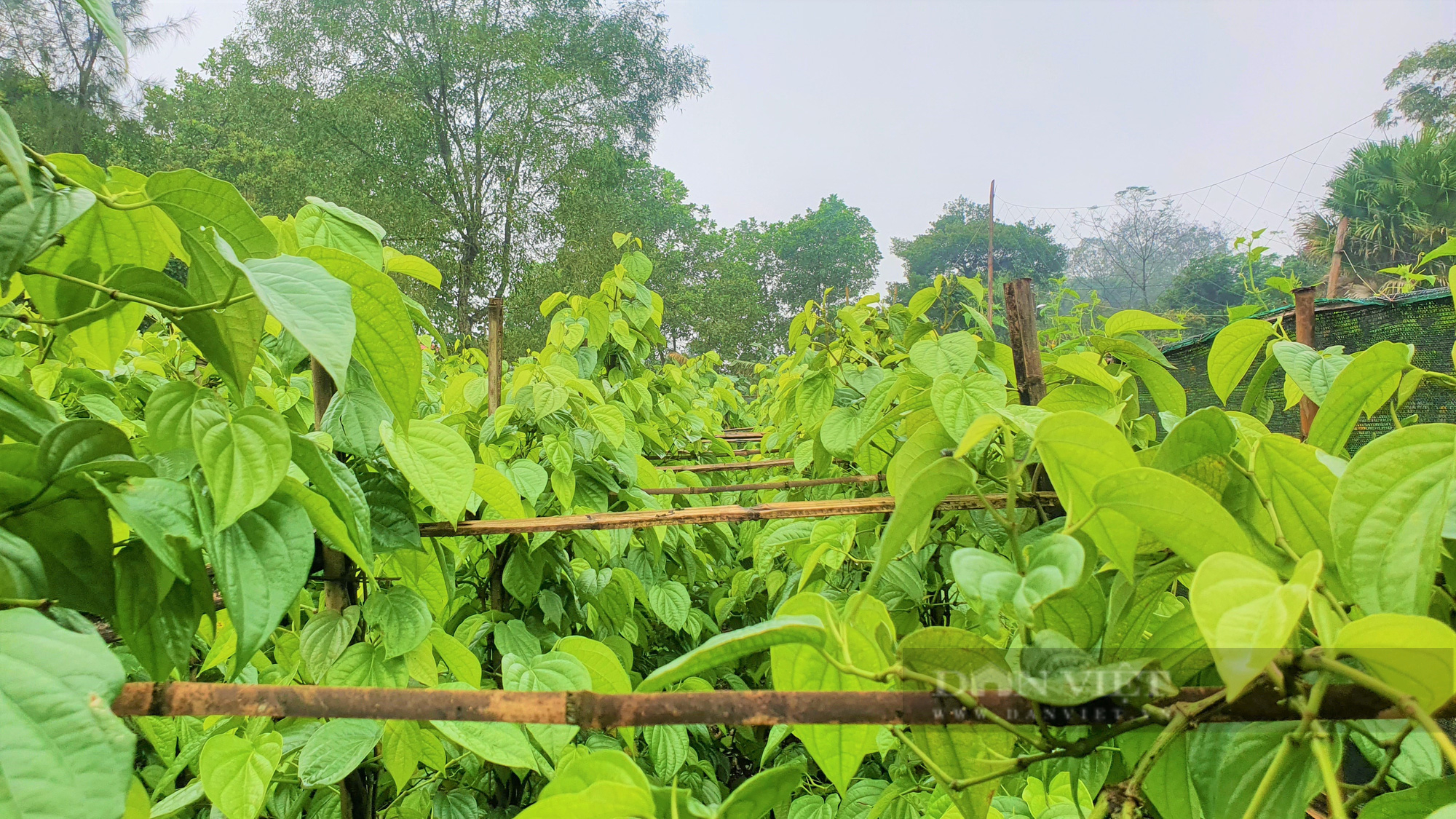 Dòng họ Phạm Công ở Hà Tĩnh trồng loại cây lá to bằng bàn tay, mùi hắc, giáp Tết là bán “đắt như tôm tươi” - Ảnh 5.