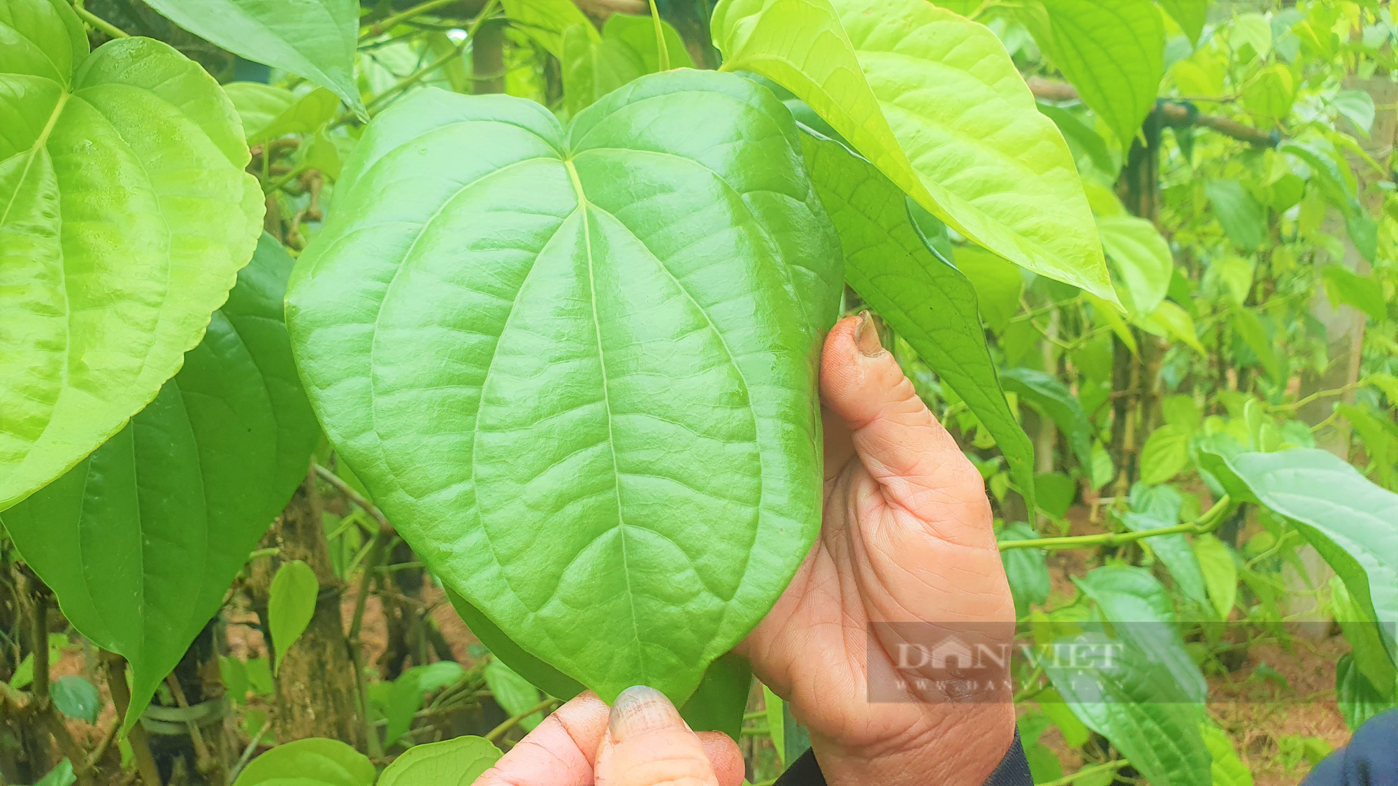 Dòng họ Phạm Công ở Hà Tĩnh trồng loại cây lá to bằng bàn tay, mùi hắc, giáp Tết là bán “đắt như tôm tươi” - Ảnh 10.