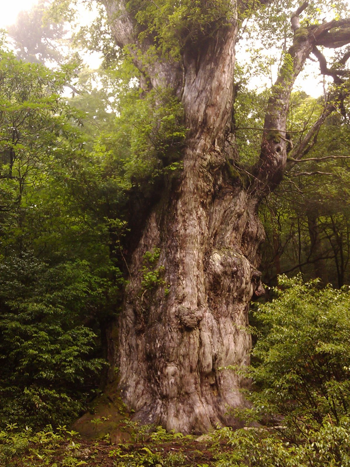 Những siêu cây nghìn năm tuổi trên thế giới - Ảnh 4.