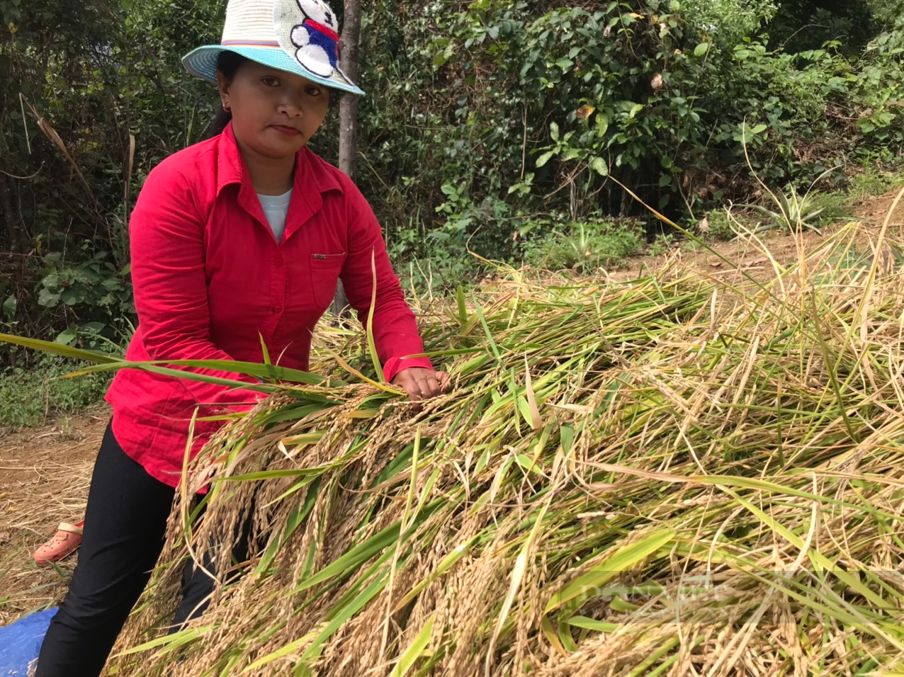 Khánh Hòa: Hàng trăm năm qua bà con miền núi quyết giữ hạt &quot;ngọc trời&quot; - Ảnh 4.