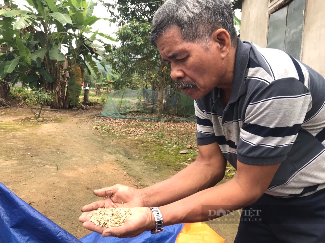 Khánh Hòa: Hàng trăm năm qua bà con miền núi quyết giữ hạt &quot;ngọc trời&quot; - Ảnh 1.