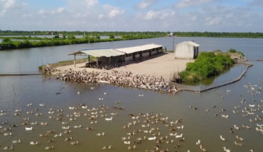 Không được bán tại nhà hàng do Covid-19, vịt biển Đoàn Văn Vươn cầu cứu sự trợ giúp  - Ảnh 1.