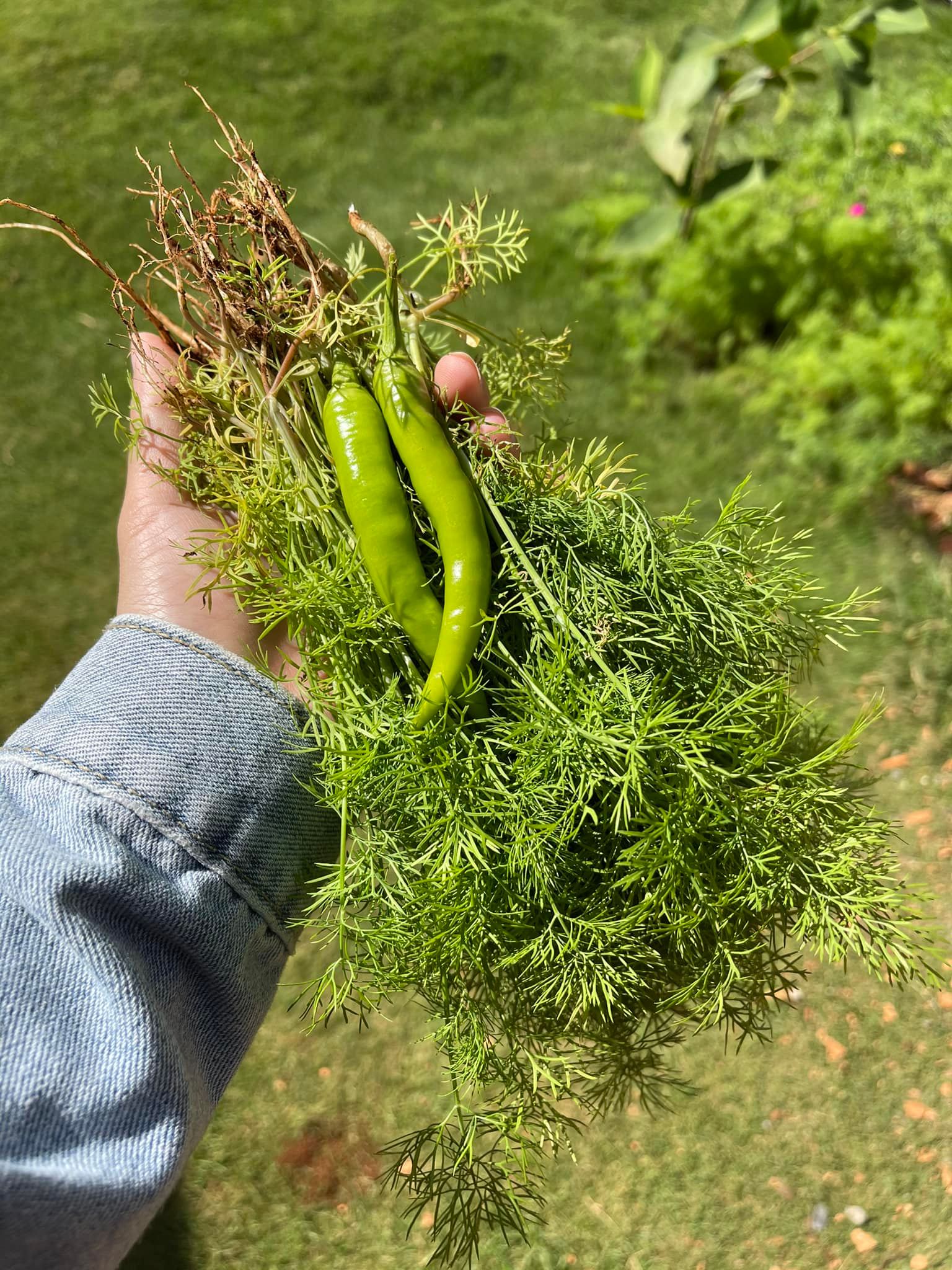 Kho cá nục với cà chua vừa mềm như cá hộp vừa không bị tanh nhờ loại rau gia vị này - Ảnh 2.