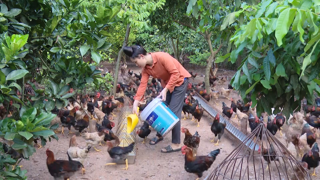 Người phụ nữ Thái làm giàu bằng cách nuôi gà của riêng mình - Ảnh 1.