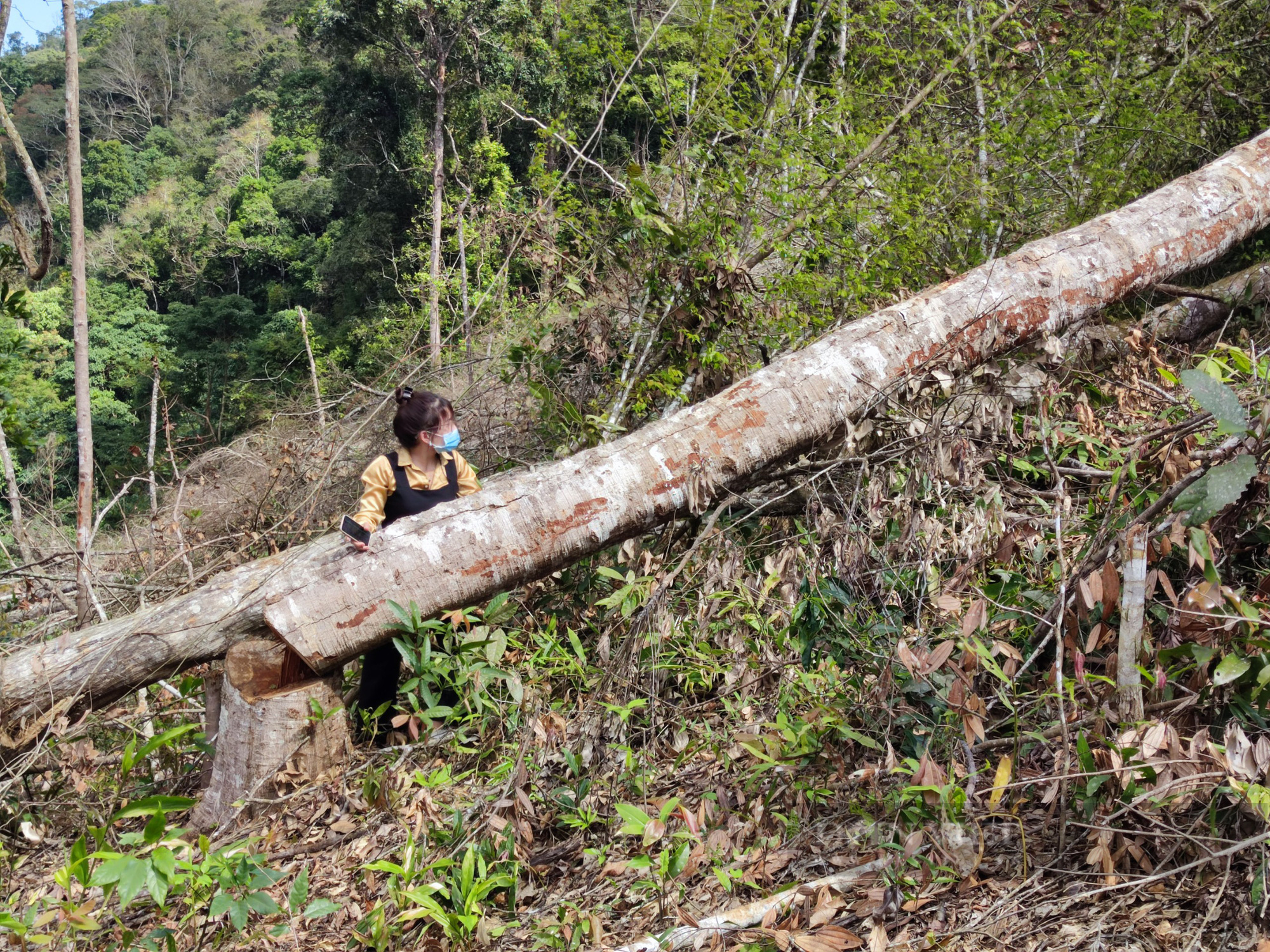 Kon Tum: Xót xa rừng bị phá trắng, hàng trăm cây rừng bị đốn hạ - Ảnh 3.