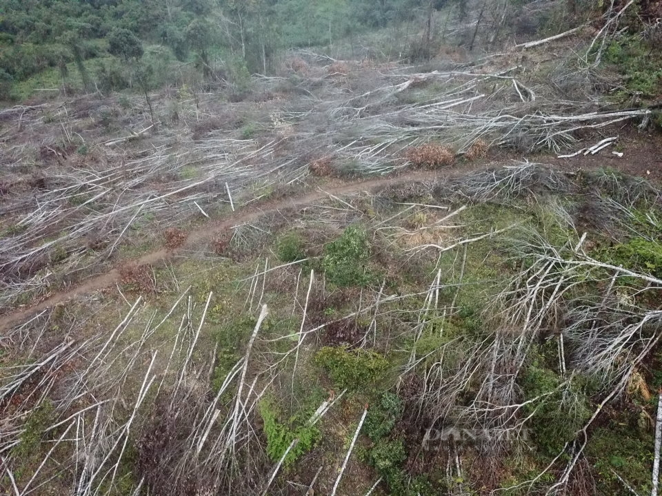 Kon Tum: Xót xa rừng bị phá trắng, hàng trăm cây rừng bị đốn hạ - Ảnh 6.