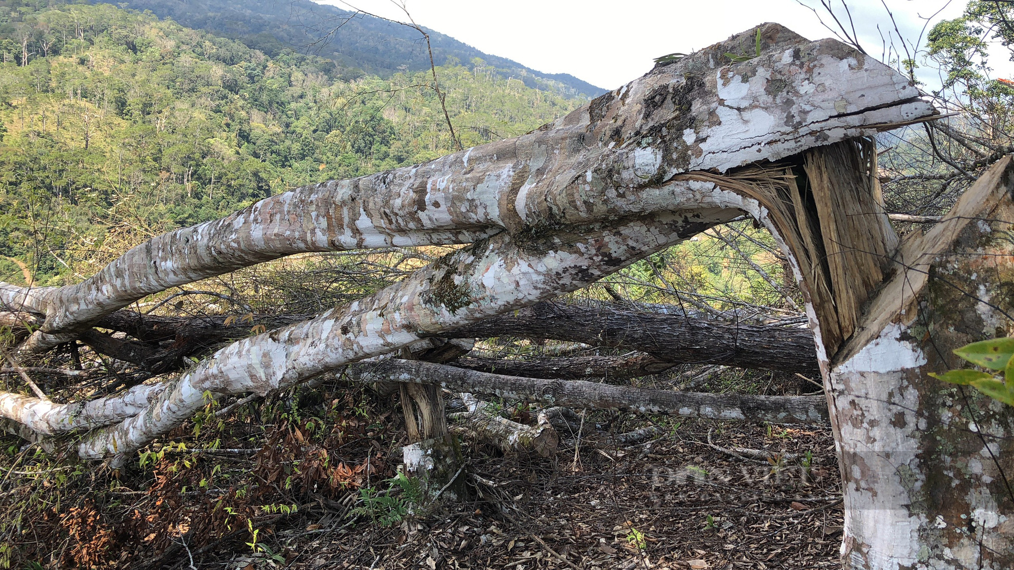 Kon Tum: Xót xa rừng bị phá trắng, hàng trăm cây rừng bị đốn hạ - Ảnh 5.