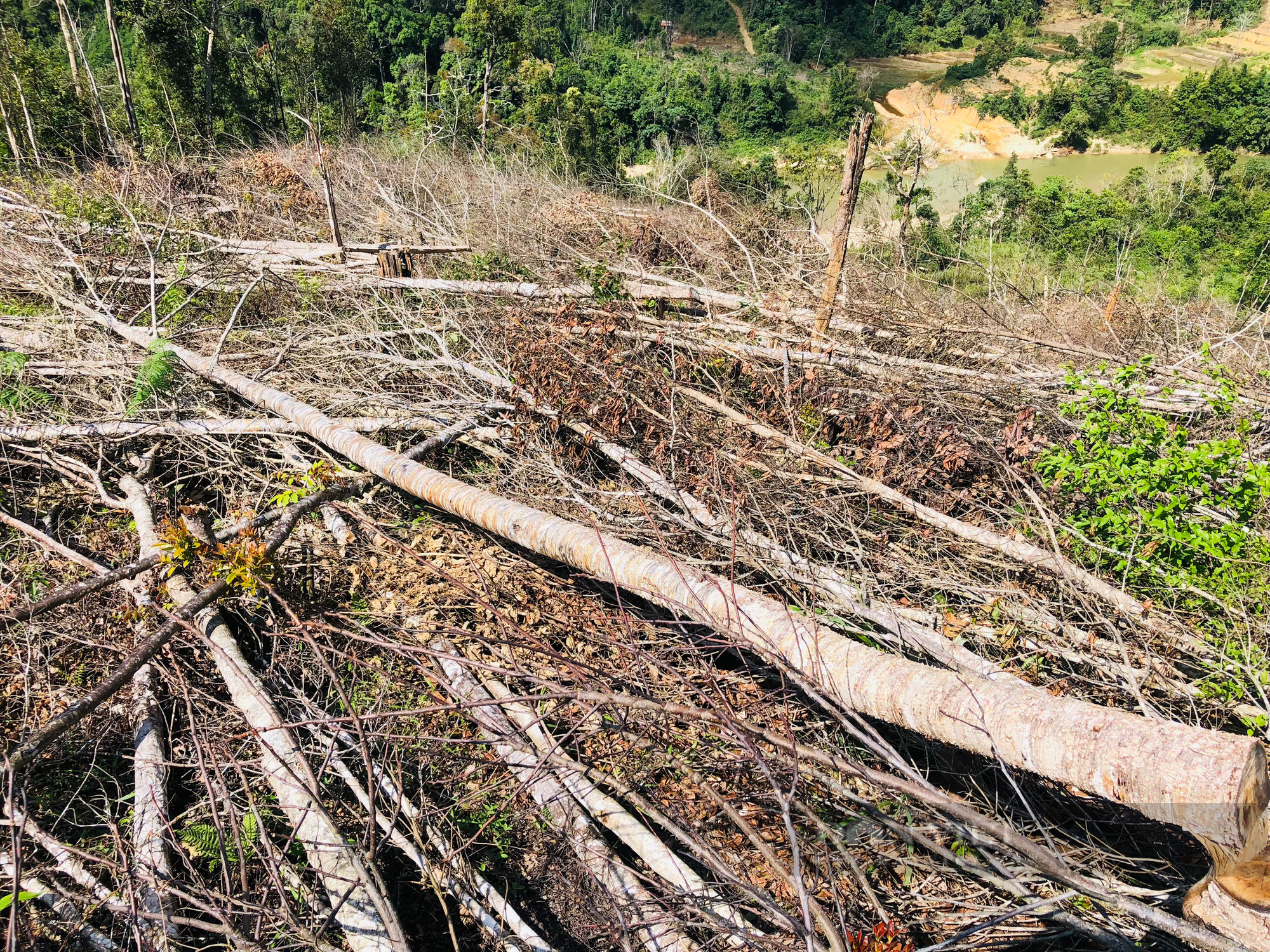 Kon Tum: Xót xa rừng bị phá trắng, hàng trăm cây rừng bị đốn hạ - Ảnh 4.