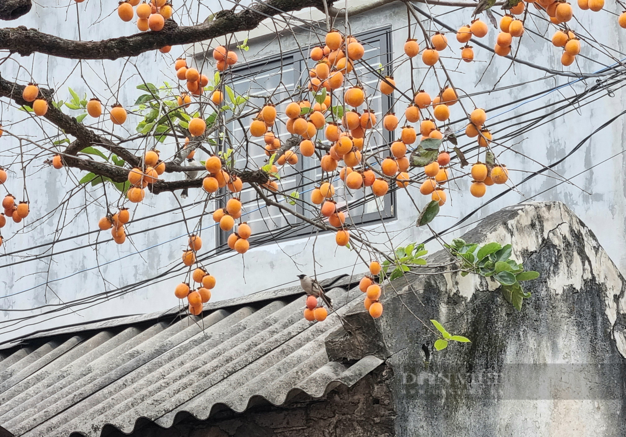 Chiêm ngưỡng cây hồng tuổi thọ gần 200 năm “độc nhất” tỉnh Ninh Bình - Ảnh 4.