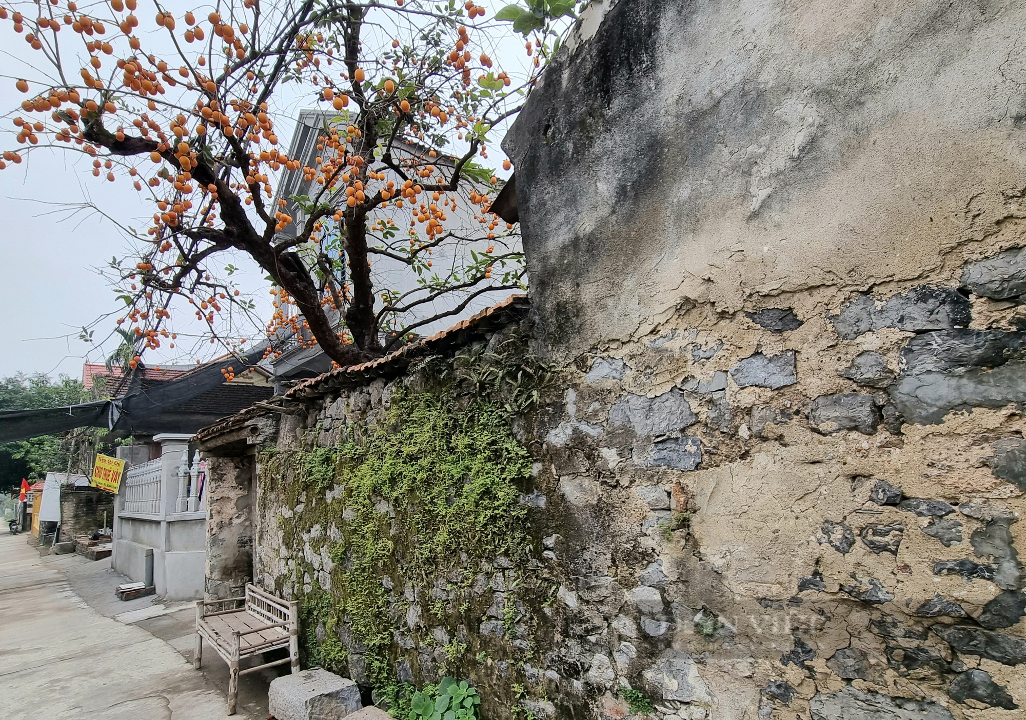 Chiêm ngưỡng cây hồng tuổi thọ gần 200 năm “độc nhất” tỉnh Ninh Bình - Ảnh 10.