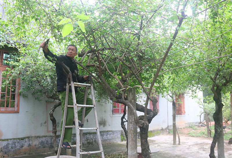 Vợ chồng ông nông dân Quảng Trị hơn 30 năm trồng hoa giấy chỉ để người thiên hạ "tìm về quá khứ" - Ảnh 2.