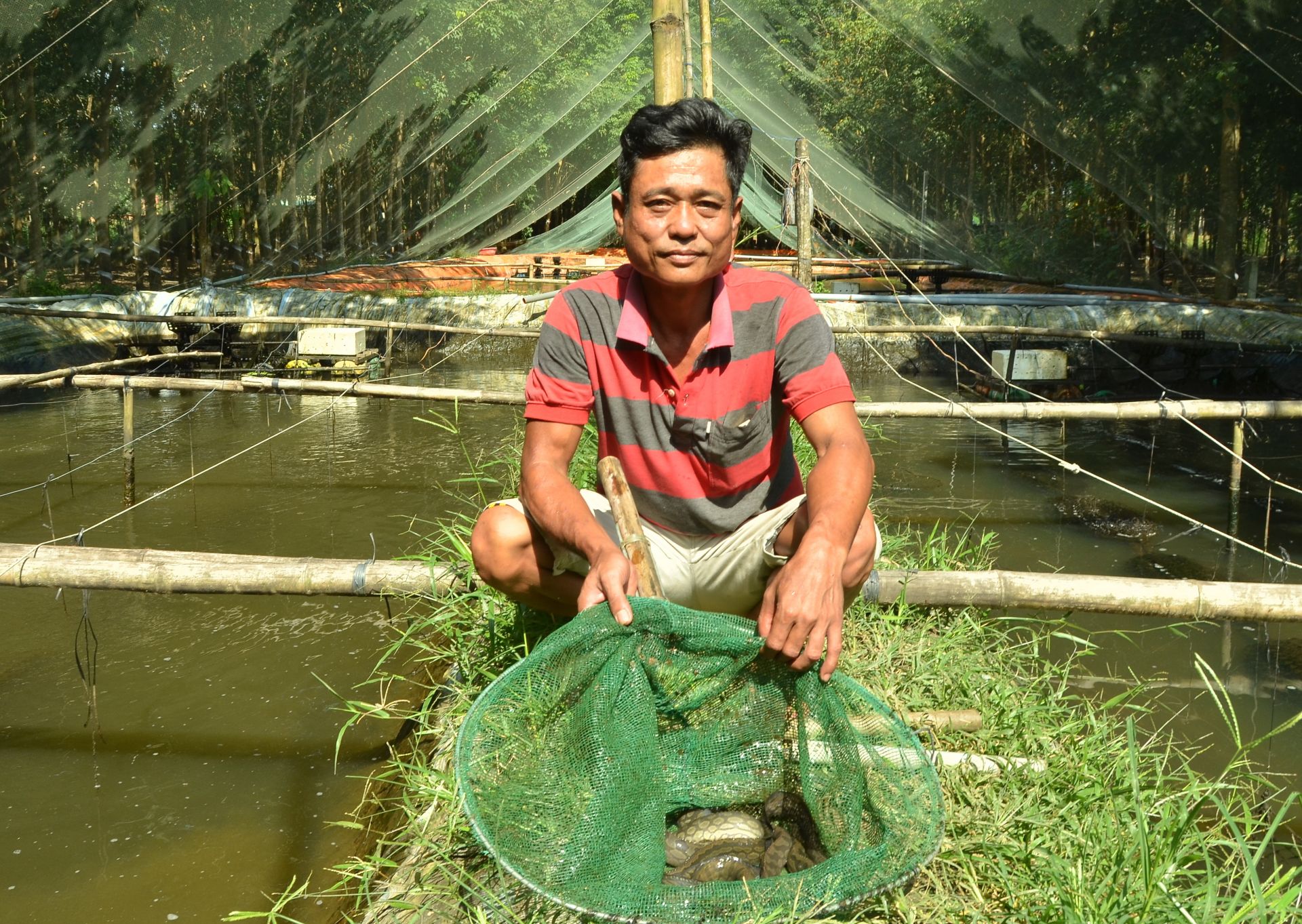 Nuôi loài cá đặc sản ví như nuôi &quot;nhân sâm nước&quot;, ở vùng đất này của Tây Ninh, nhà nào nuôi nhà đó giàu - Ảnh 6.