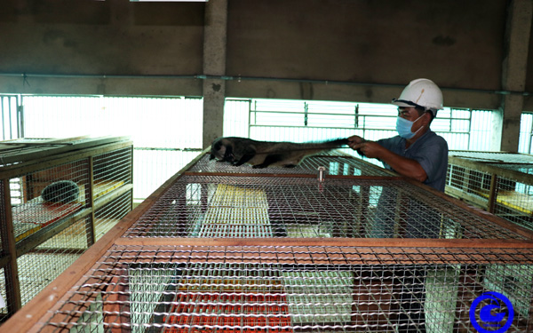 Nuôi loài thú lạ thoạt nhìn tưởng con mèo, ai ngờ trai làng Tiền Giang bán thành thịt đặc sản giá 1,4-1,5 triệu/kg