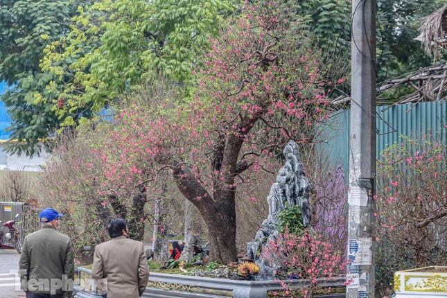 Xuất hiện gốc đào cổ thụ khủng giá 200 triệu trên phố Hà Nội - Ảnh 2.