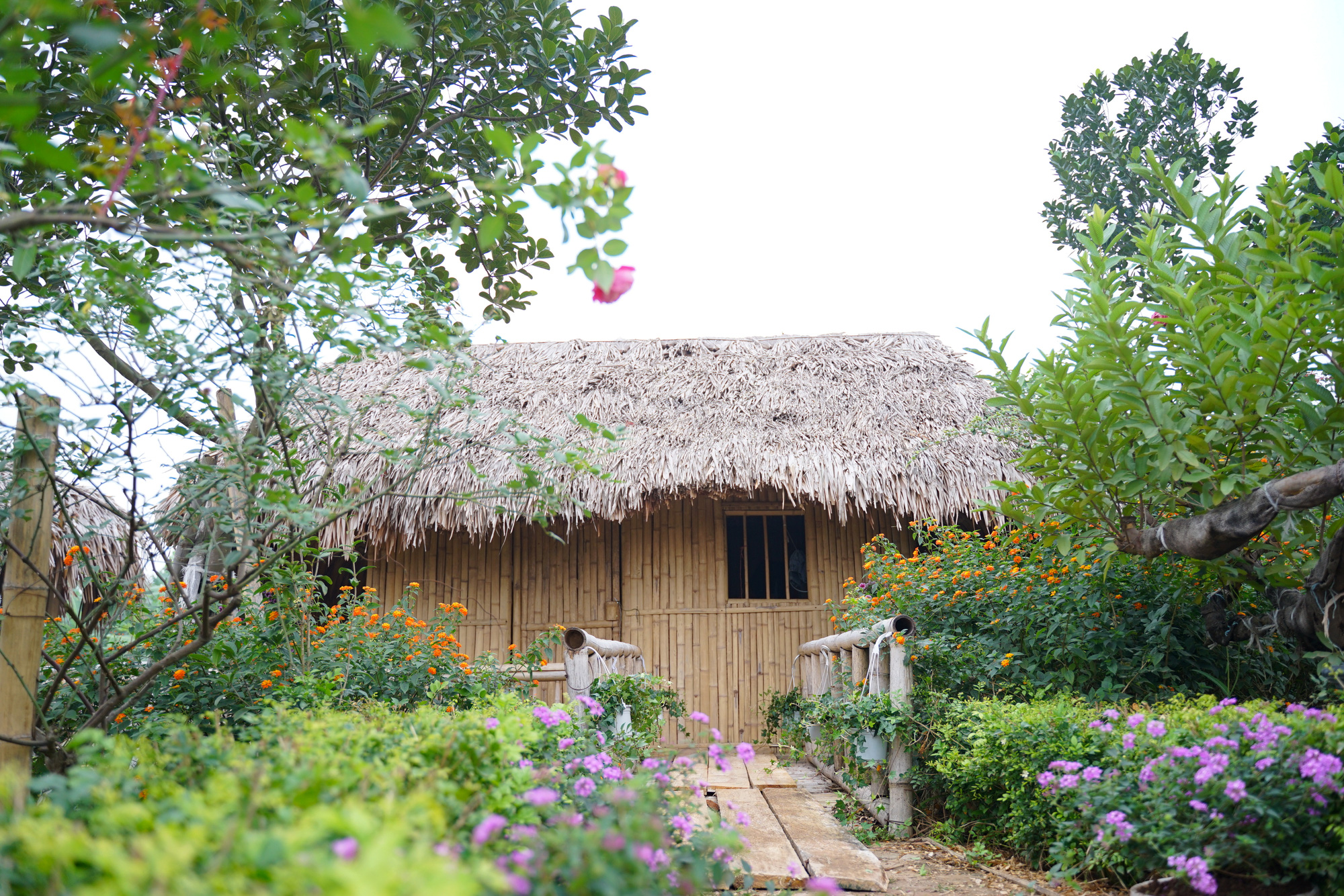 Ngẩn ngơ với vẻ đẹp của làng quê Việt bên sông Hồng, nơi 'tìm lại thời gian đã mất' - Ảnh 2.