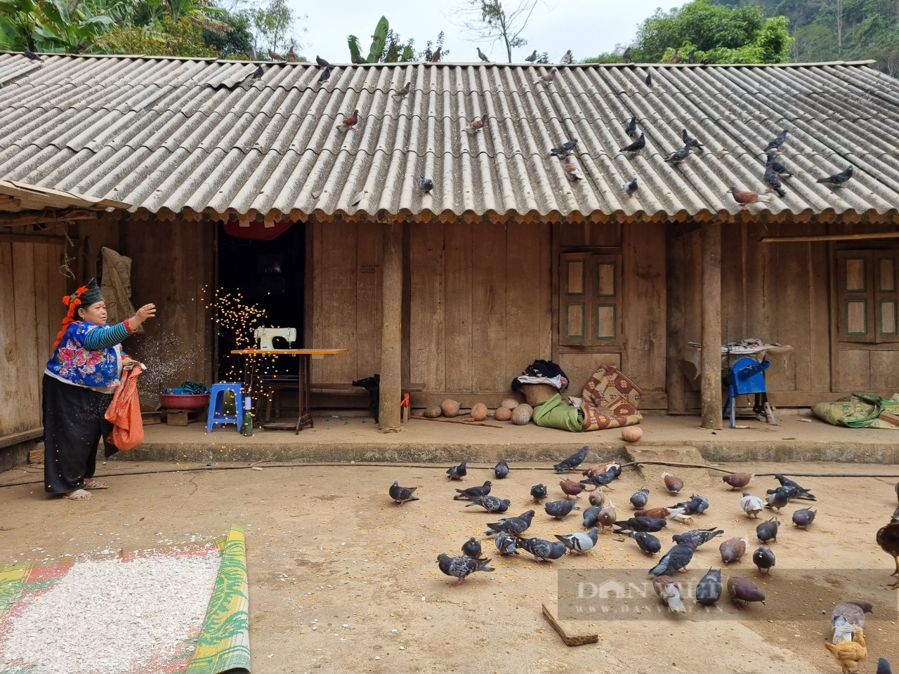 Sơn La: Bí quyết nuôi chim bồ câu của Chi Hội trưởng nông dân người Mông - Ảnh 6.