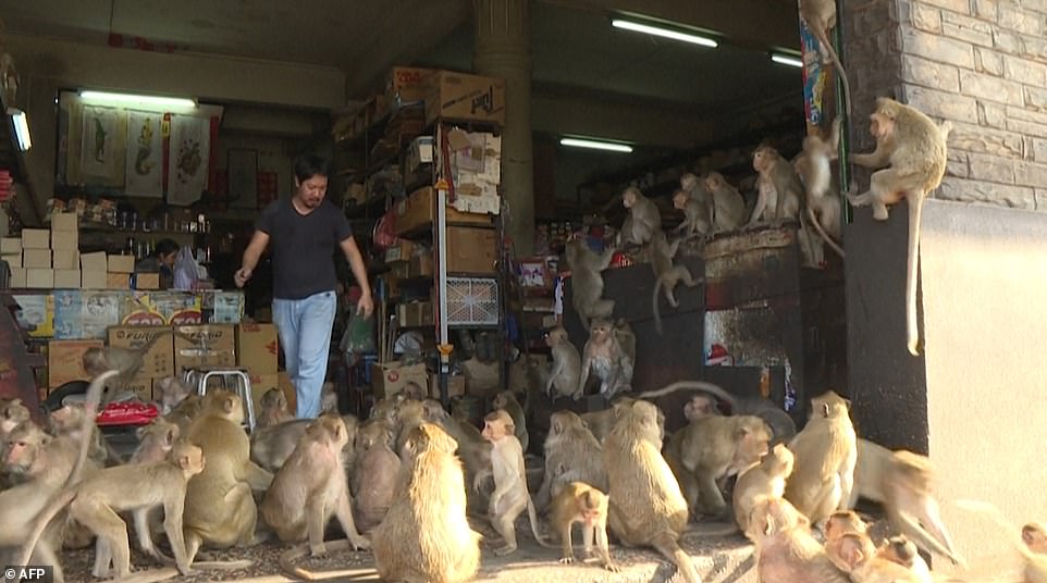 Một thị trấn Thái Lan &quot;gặp nạn&quot; vì lũ khỉ &quot;hảo ngọt&quot; mùa Covid-19 - Ảnh 7.