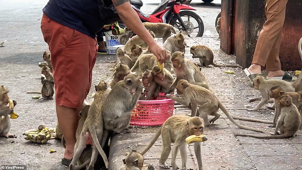 Một thị trấn Thái Lan &quot;gặp nạn&quot; vì lũ khỉ &quot;hảo ngọt&quot; mùa Covid-19 - Ảnh 3.