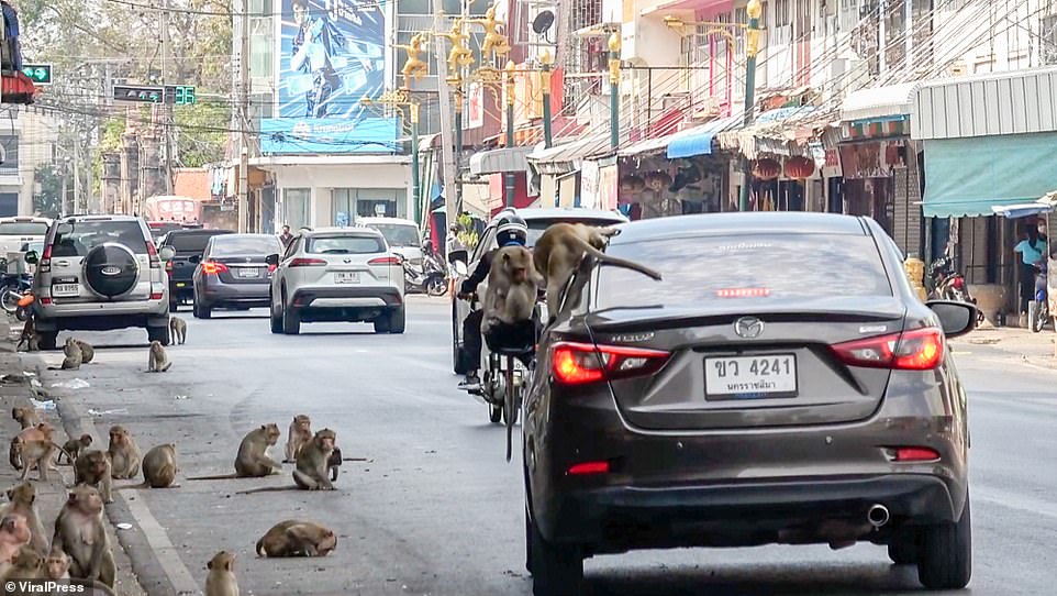 Một thị trấn Thái Lan &quot;gặp nạn&quot; vì lũ khỉ &quot;hảo ngọt&quot; mùa Covid-19 - Ảnh 5.