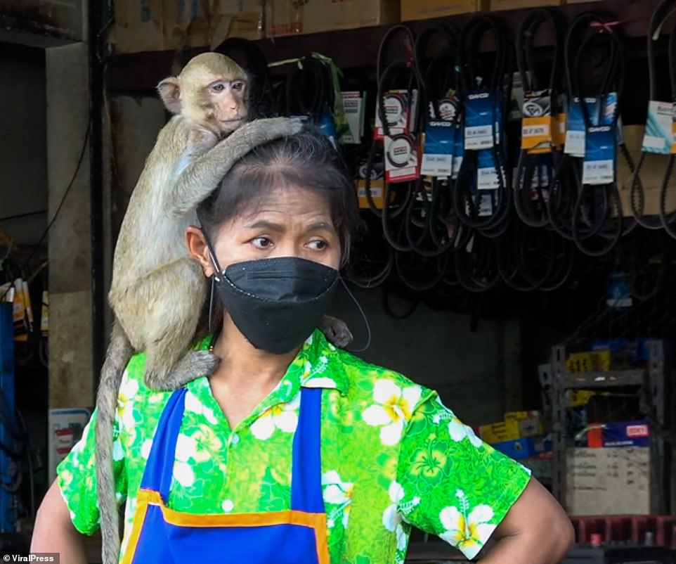 Một thị trấn Thái Lan &quot;gặp nạn&quot; vì lũ khỉ &quot;hảo ngọt&quot; mùa Covid-19 - Ảnh 4.