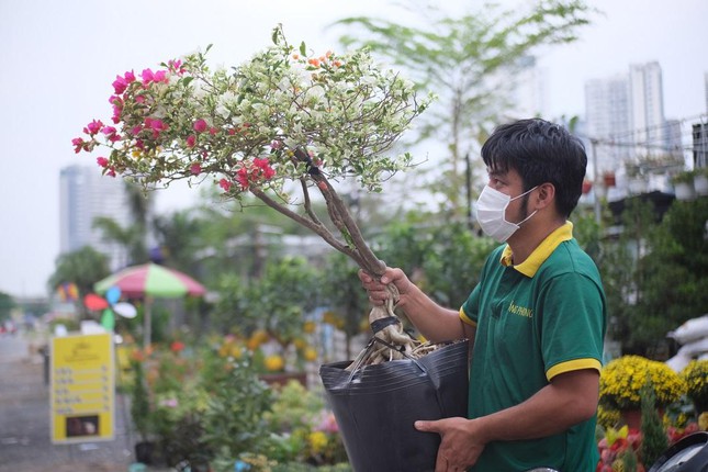 Giá hoa, cây cảnh ở TP.HCM biến động mạnh trước Tết Nhâm Dần - Ảnh 8.