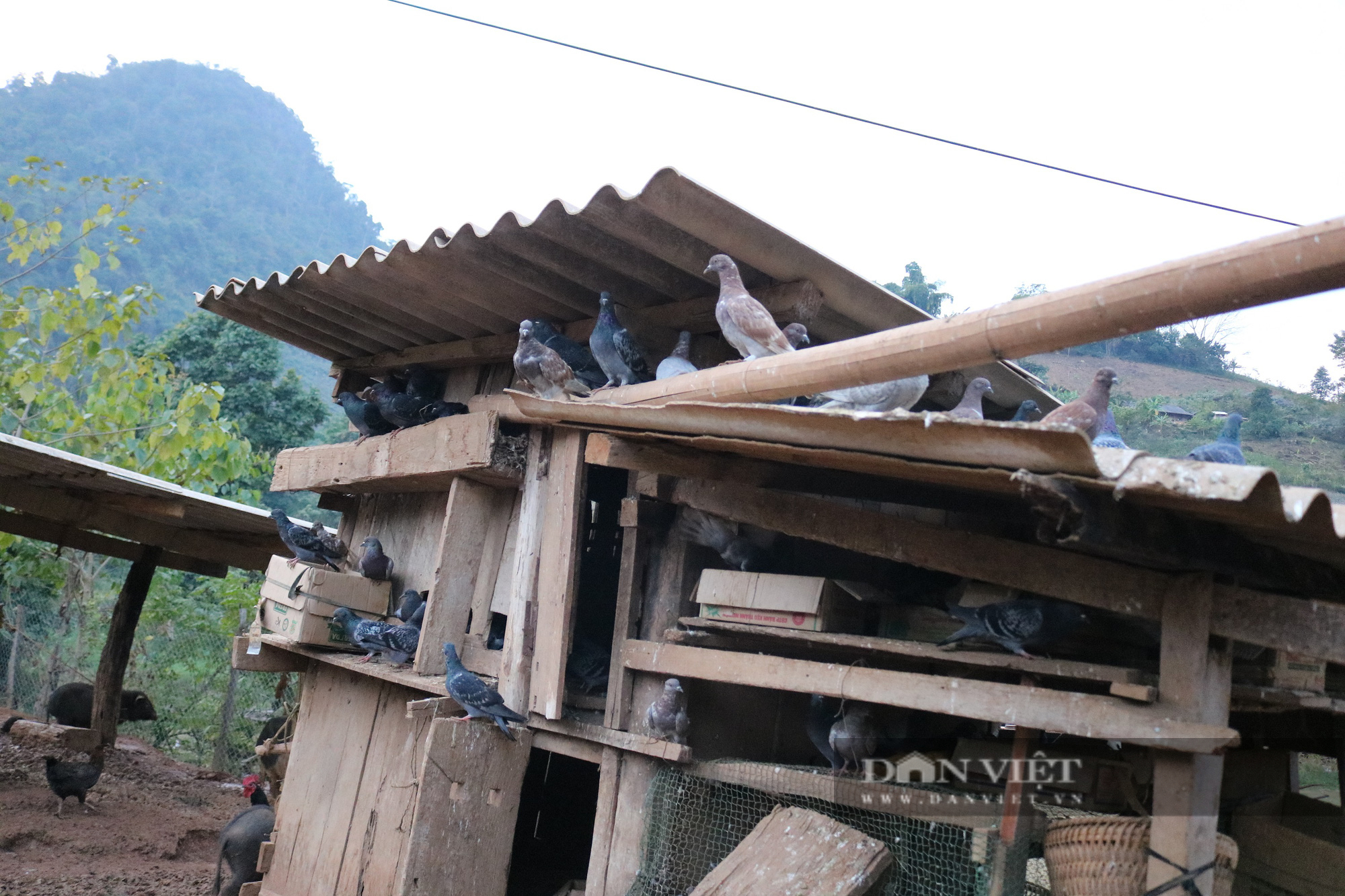 Sơn La: Bí quyết nuôi chim bồ câu của Chi Hội trưởng nông dân người Mông - Ảnh 5.
