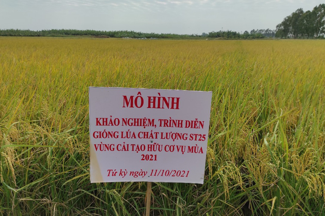 Trên trồng lúa sạch, dưới gây nuôi con đặc sản ví như &quot;lộc trời&quot;, nông dân ở những nơi này đang giàu lên - Ảnh 3.