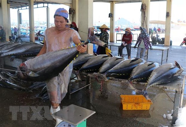 Chất xúc tác thúc đẩy tăng trưởng xuất khẩu cá ngừ của Việt Nam  - Ảnh 2.