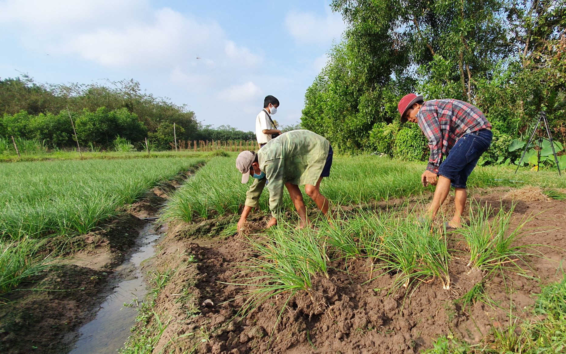 Nông dân Tây Ninh lãi 200 triệu/ha nhờ trồng thứ cây tết đến nhổ bật lên, cắt củ trắng làm món đặc sản