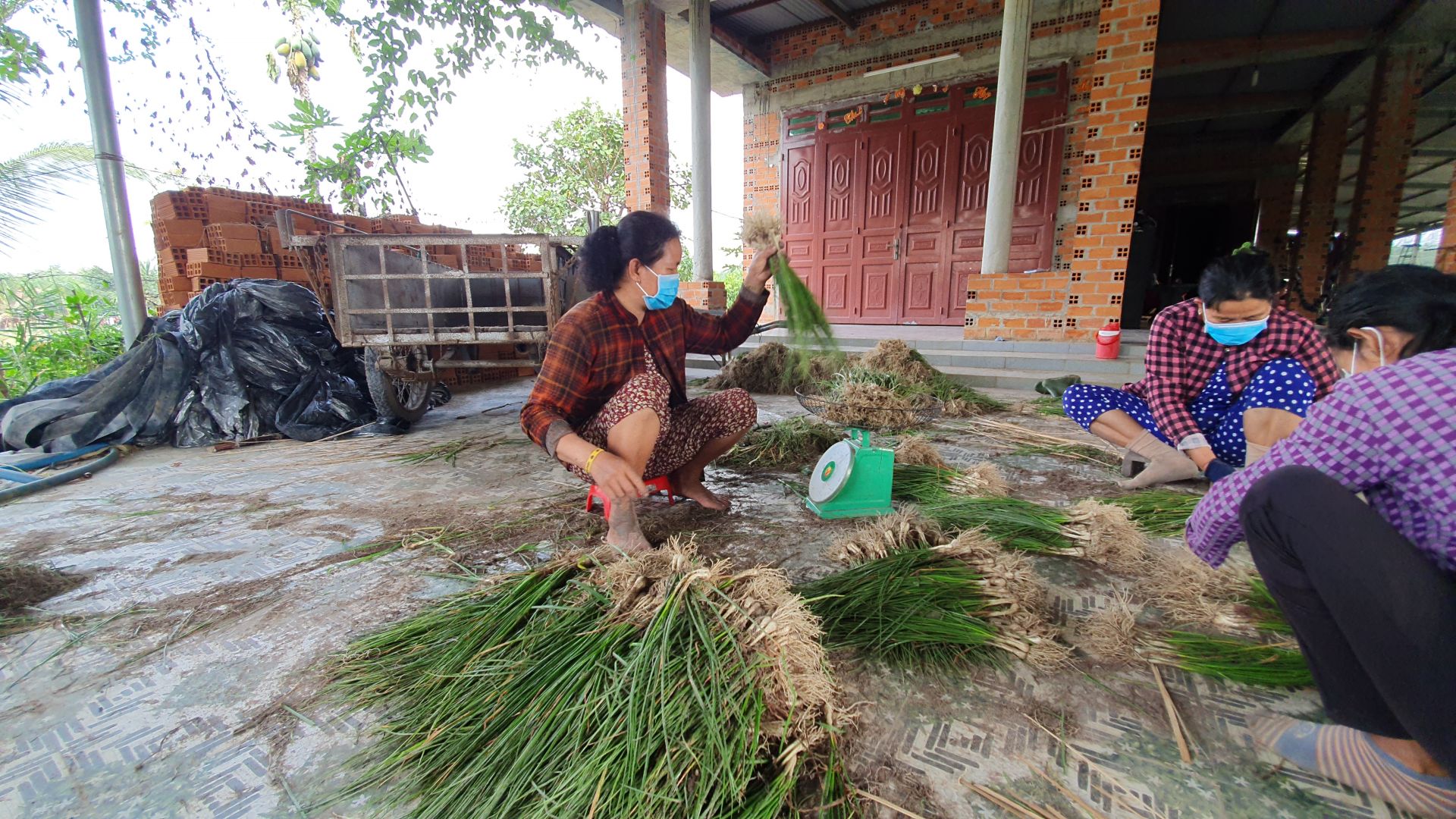 Nông dân Tây Ninh lãi 200 triệu/ha nhờ trồng thứ cây tết đến nhổ bật lên, cắt củ trắng làm món đặc sản - Ảnh 1.