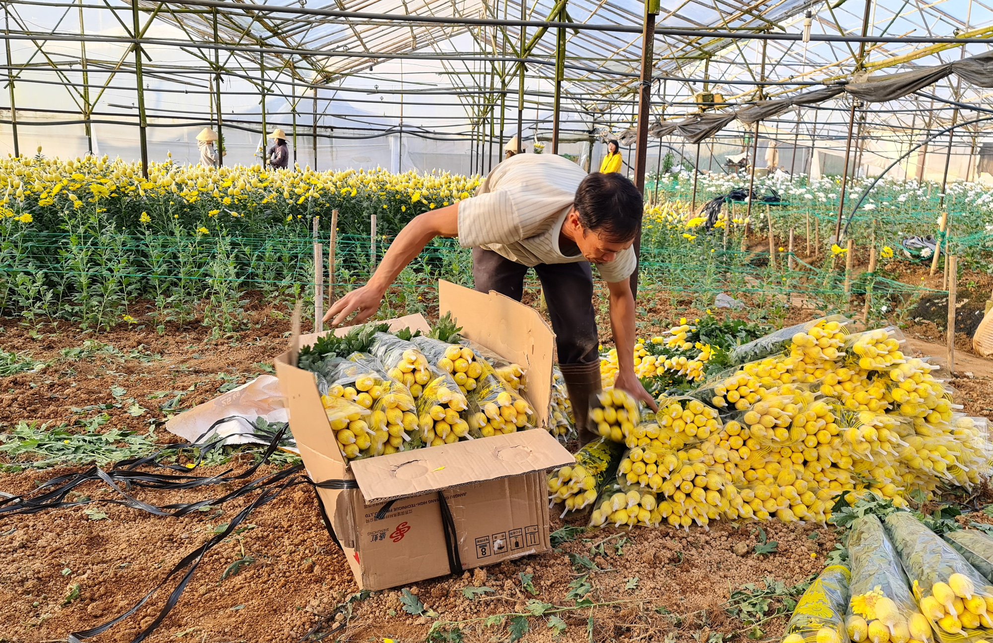 Đà Lạt: Giáp Tết Nguyên Đán Nhâm Dần giá hoa cúc tăng cao, người dân phấn khởi thu hoạch - Ảnh 5.